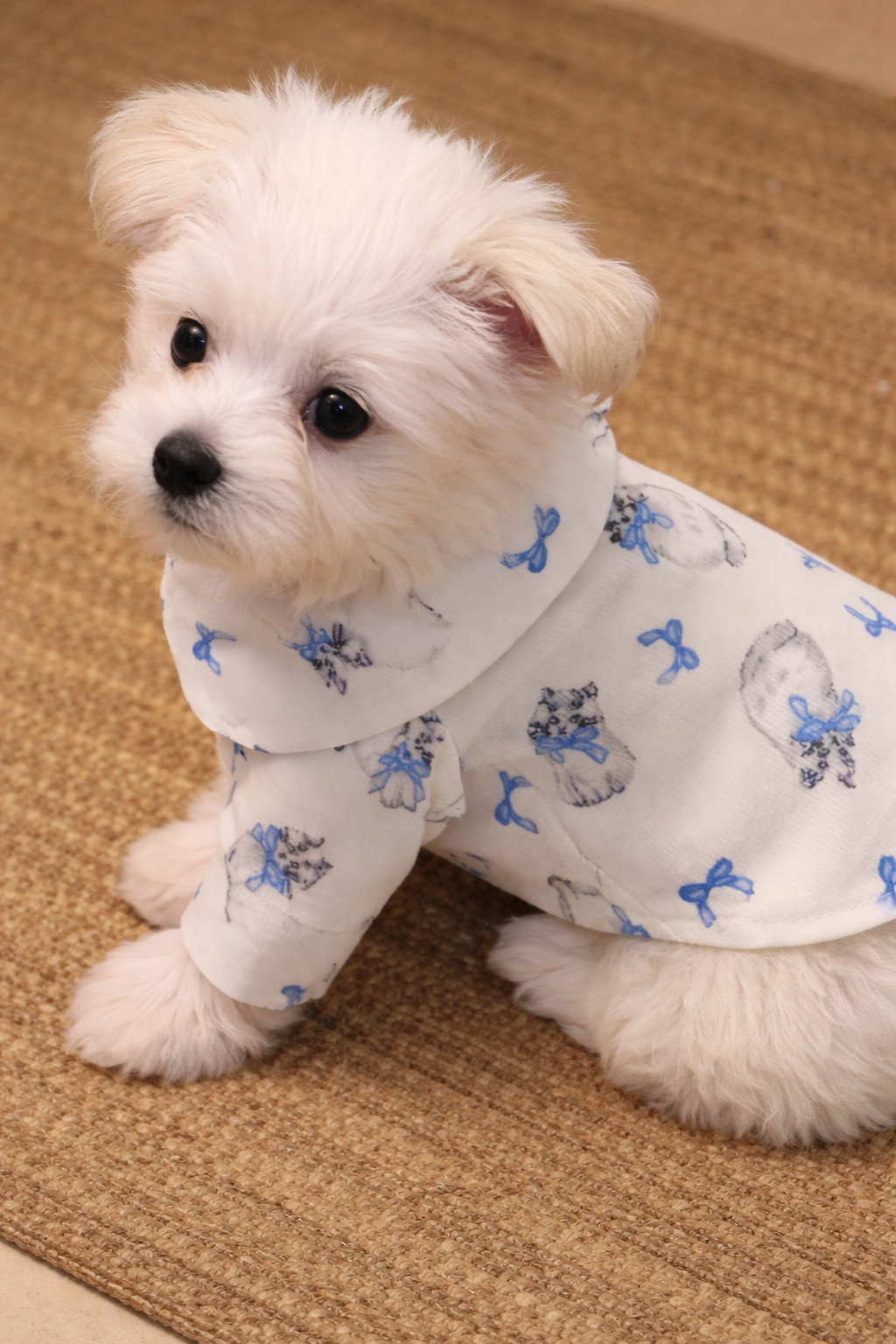 vista posteriore Camicia per cane leggera Dolce Fiocco azzurra con stampa decorativa