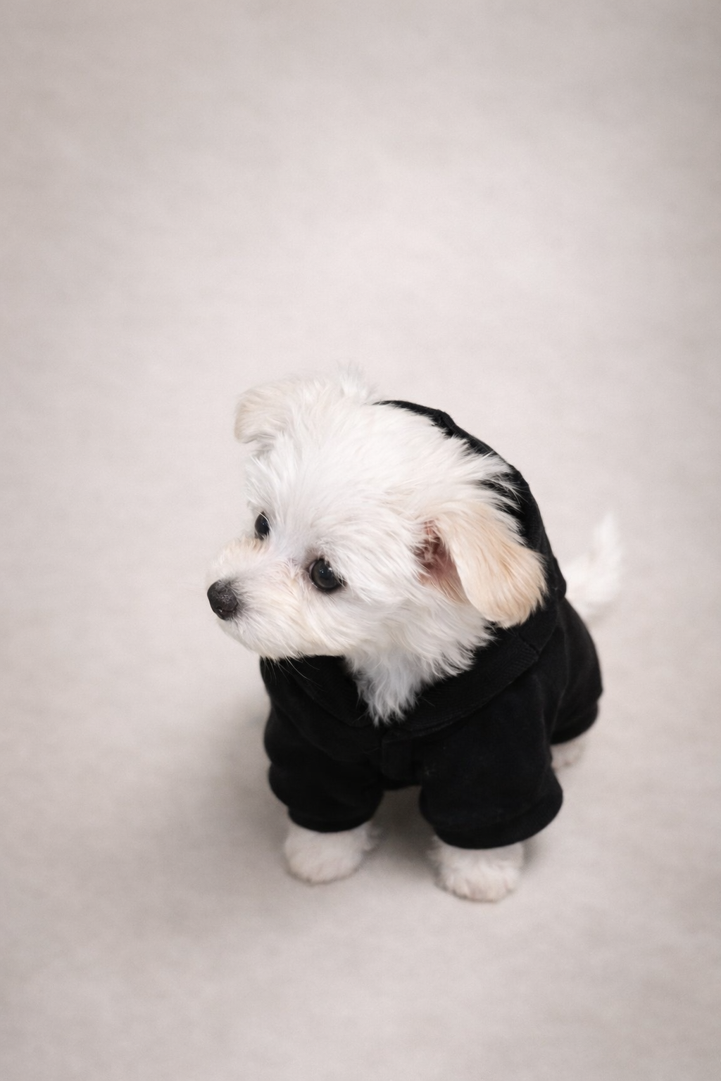 Felpa per cane nera Pavora Pet vista dall’alto