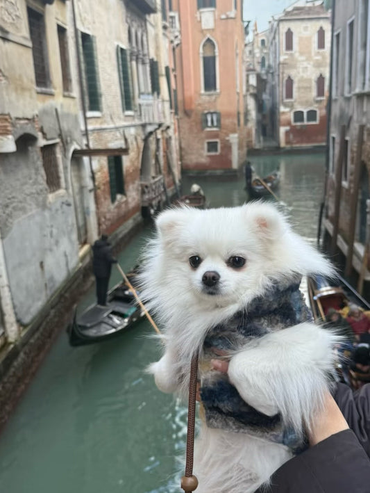 Come scegliere la taglia giusta per il tuo cane: guida pratica