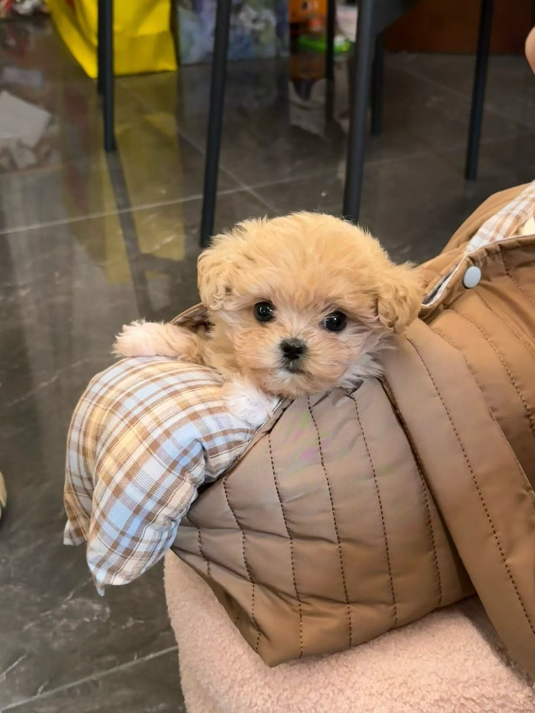 Viaggiare con il tuo cane in totale comfort: perché scegliere una borsa trasportino di qualità