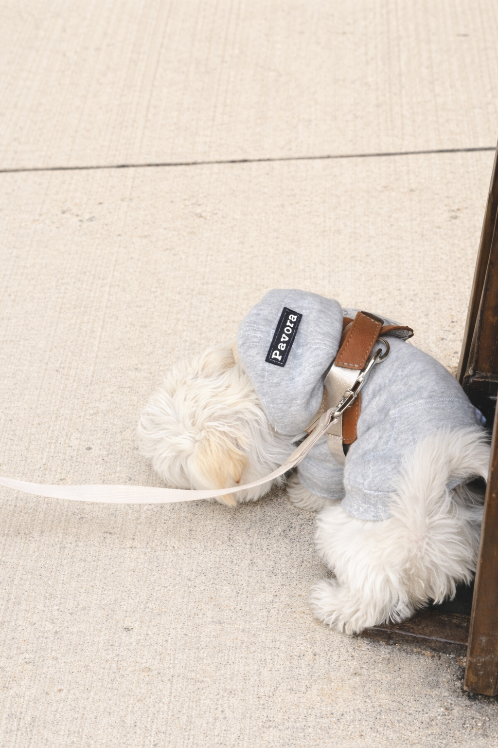 Felpa per cane grigia con cappuccio in tessuto morbido, modello Cozy Cloud di Pavora Pet