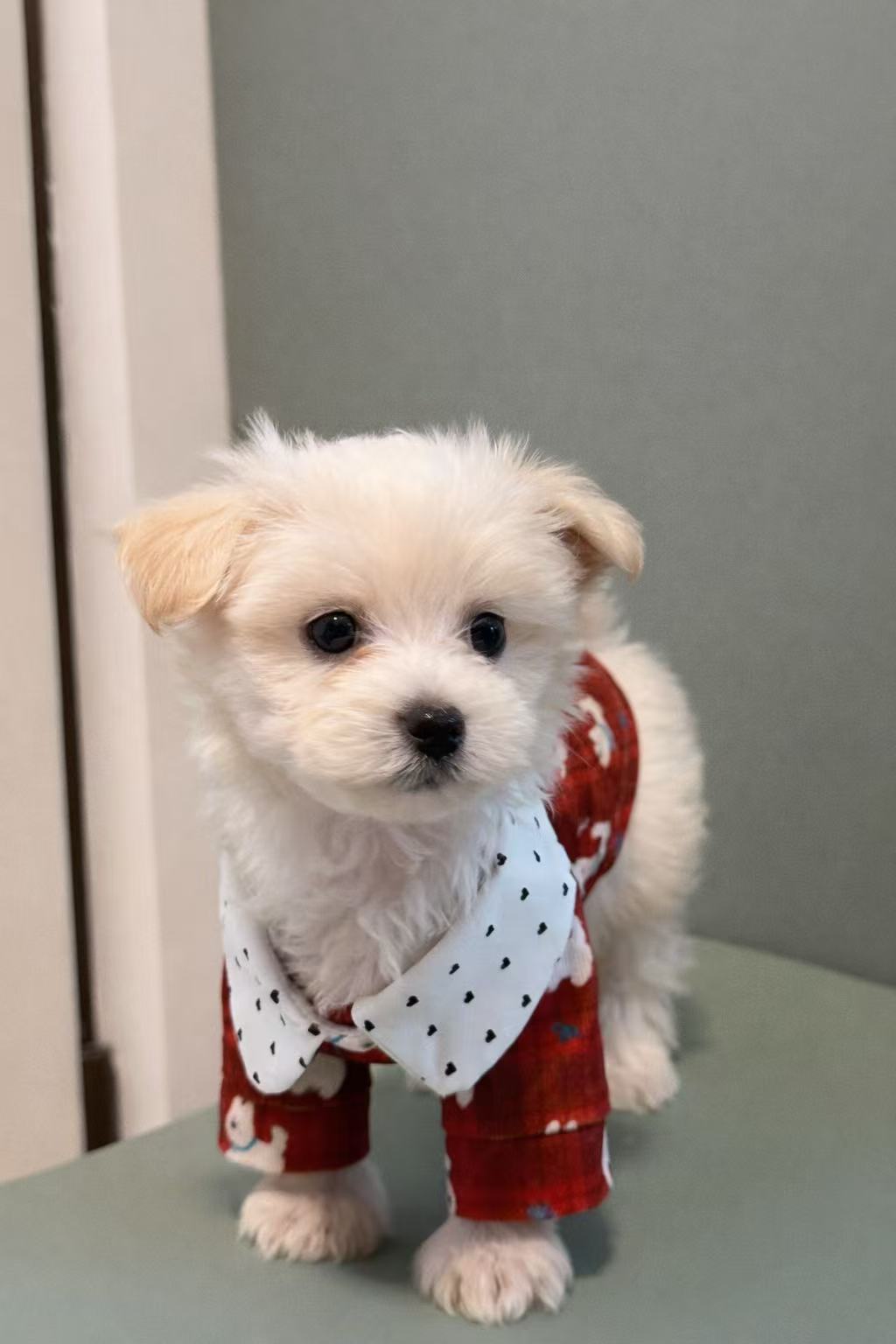 Camicia per cane elegante Amore Rosso Pavora Pet
