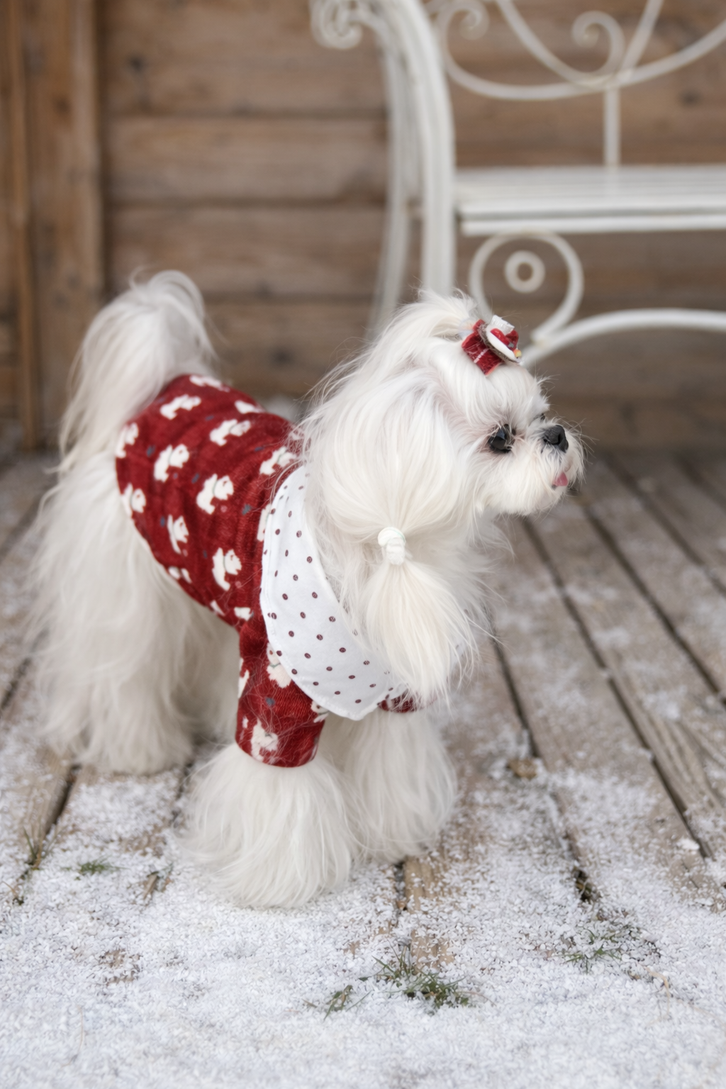 Camicia per cane elegante Amore Rosso Pavora Pet

