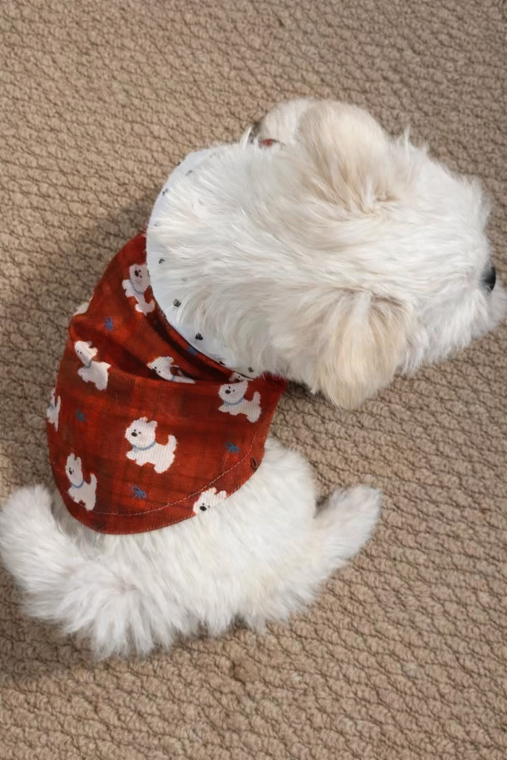 Camicia per cane elegante Amore Rosso Pavora Pet
