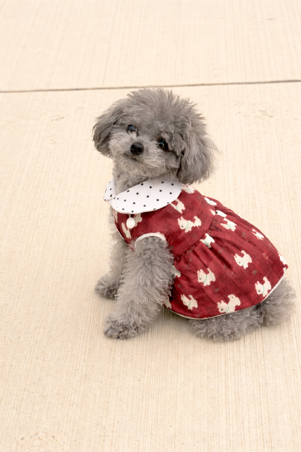 Gonna per cane Signature Teddy Pavora Pet
